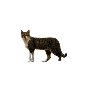 A Curious Tabby Cat Strolling On A Dirt Path In A Lush Natural Setting. 15804 - Cat PNG image with transparent background